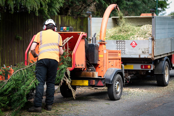 The Steps Involved in Our Tree Care Process in Hampton, SC